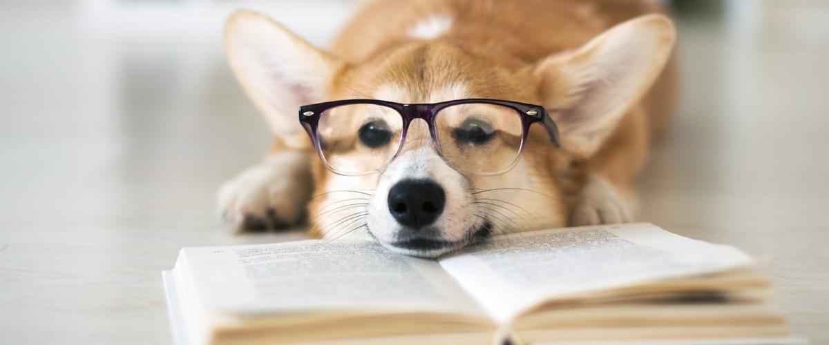 Dog reading book